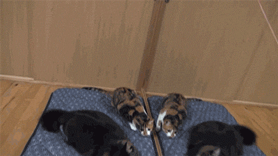 Catleecious