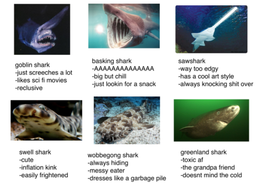 moveslikekeithrichards:tag urself as a weird shark im a goblin shark