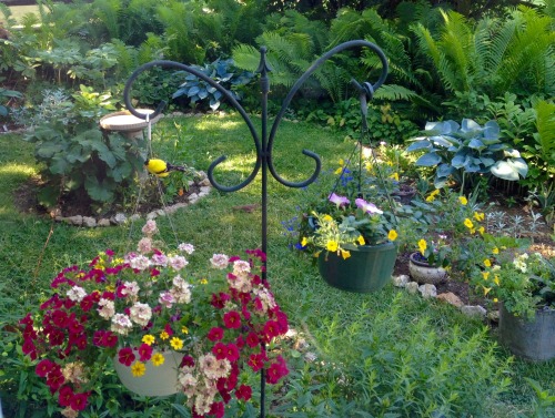 The back garden with a goldfinch on one of the hanging baskets and a baby cardinal in the grass. Tak