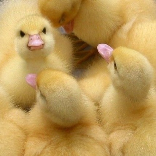 alice-the-koala:miggylol: I googled “angry duck” and I’m really glad I did