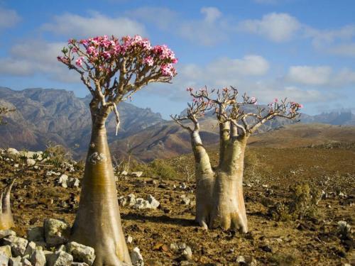 raveneuse:Socotran Desert Rose (Adenium obesum subsp. socotranum (Vierh.) Lavranos)