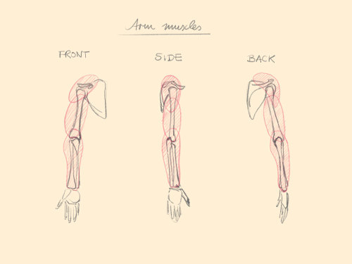 jbohn:I stumbled upon the tip to use 3 elliptic forms to shape the arm. They simplify the deltoid, t