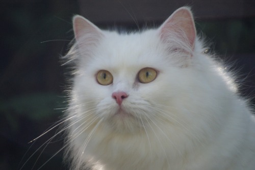 catsnpussys