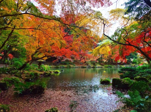 travelingcolors: Colors of Autumn in Japan (by flight-attendant-blog.tumblr.com/)