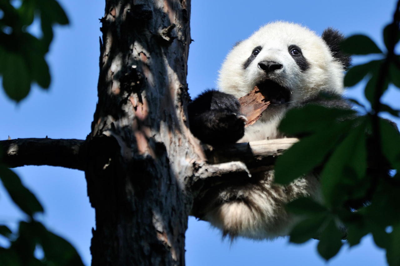 fuck-yeah-bears:  Tree Taster by Josef Gelernter