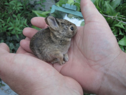 plantias:  zay4ik:  baby bunny  So precious (✿◠‿◠) 