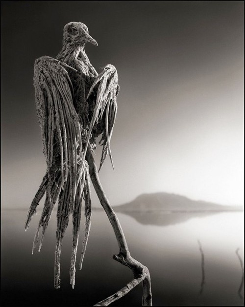 A highly alkaline lake in Africa turns animals into calcified stone statues