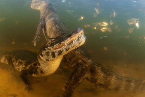awkwardsituationist:  brazil’s yacare caiman was once hunted to near extinction for its valuable skin, but thanks to a global ban on the trade its home in the pantanal — the world’s largest wetland, situated along along the paraguay river — now