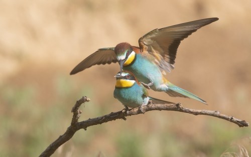 European Bee-eater (Merops apiaster)© Clive Dodd