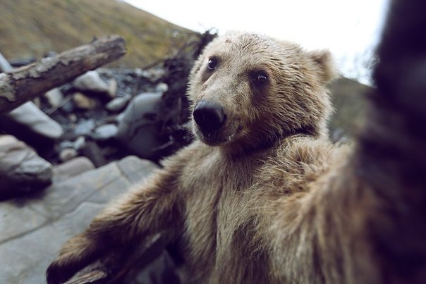 fakemustachepatrol:  Meanwhile in Russia a bear takes a selfie.