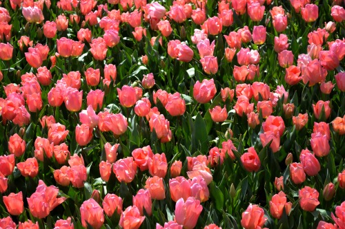 Do you love the colour of the tulips? 