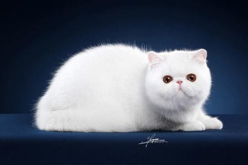 Crystal white cat :3 © Photo by Amy Works 