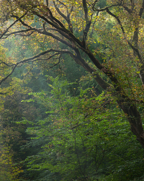 Chee Dale by Paul Newcombe