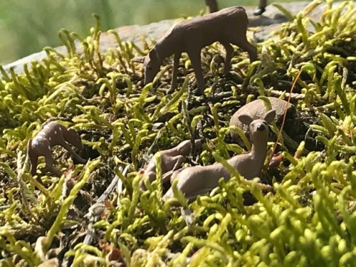 Deer!