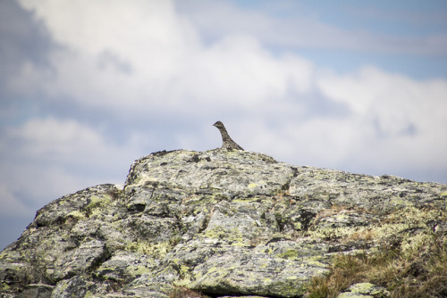 spartathesheltie:when the ptarmigans like ‘hey’