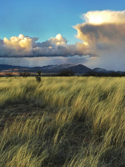 thelostcanyon:Winter storm approaching J-Six Ranch, Cochise County, Arizona.