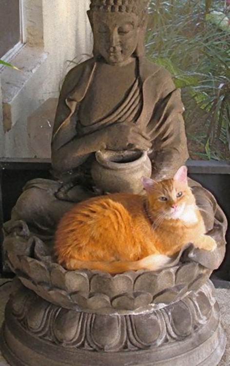 sevdrag: former-fatty: mariestocat: inthemoodforportnawak: Buddah Cats - KyleKahotek (Imgur) I am so