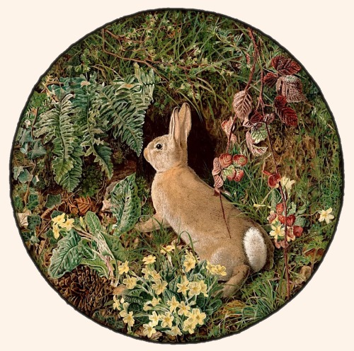 clawmarks:Rabbit amid Ferns and Flowering Plants - William J. Webbe - 1855 - via MFA Boston