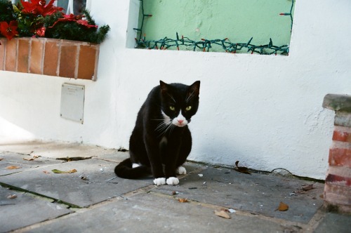 recent 35mm photos from Puerto Rico