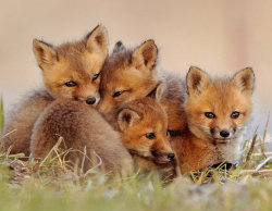 Magicalnaturetour:  Fox Cubs Cuddling To Keep Warm By Lisa De Serres Via  Telegraph:)