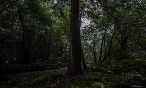 garettphotography:“Redwoods are like columns, beautiful in color and symmetry, and a redwood forest 