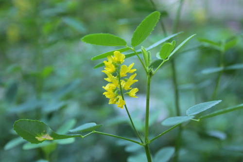 bloomsandfoliage: Sweet clover (Melilotus officinalis) Invasive, alkaline lover. Can kill cattle if 