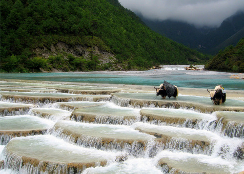 mingsonjia: Yaks at Baishui river, Lijiang, China