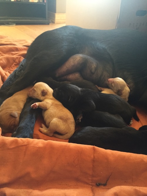 Update : the puppies are getting bigger :)