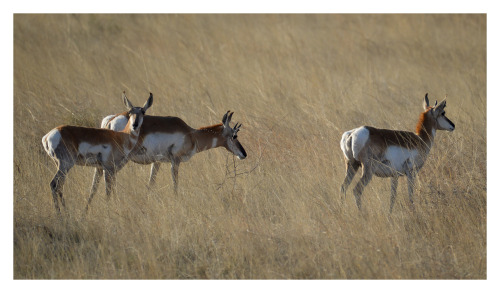 It was a good day for pronghorns.Near Sonoita, Arizona.