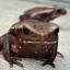 hylidae