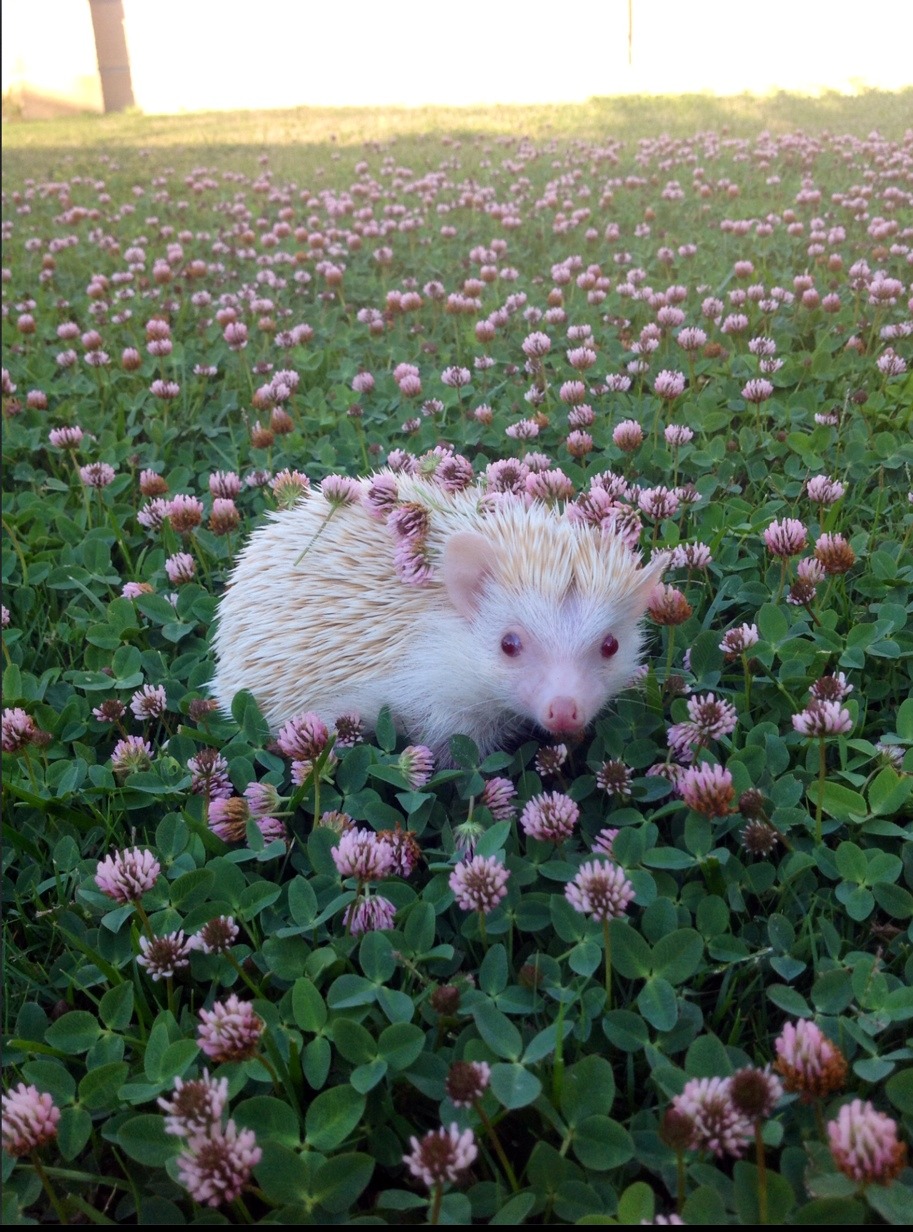 derangeous:  johnhogandlittlemartin:  I am flower child now. Get over it, mom.  in-se-cu-ri-tea