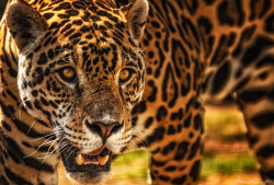 llbwwb:  Jaguar - Panthera onca (by Ian Lindsay~ 600 Rhinos Killed)