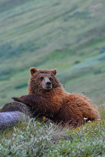 burning-soul:
“ Lounging Grizzly
”