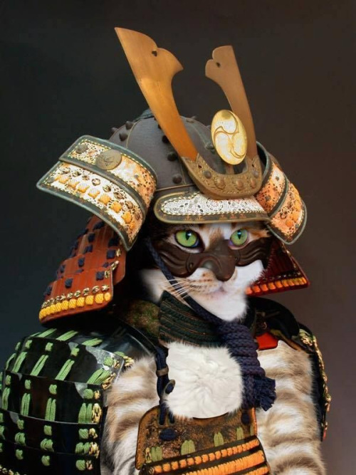 thekimonogallery: Samurai cat.  Japan