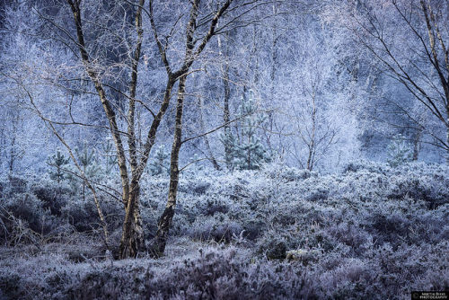 0509ravenous: Kirkby Nature Park, Woodhall Spa, Lincolnshire by Martin Birks on Flickr.