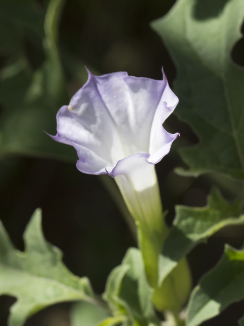 seed pod