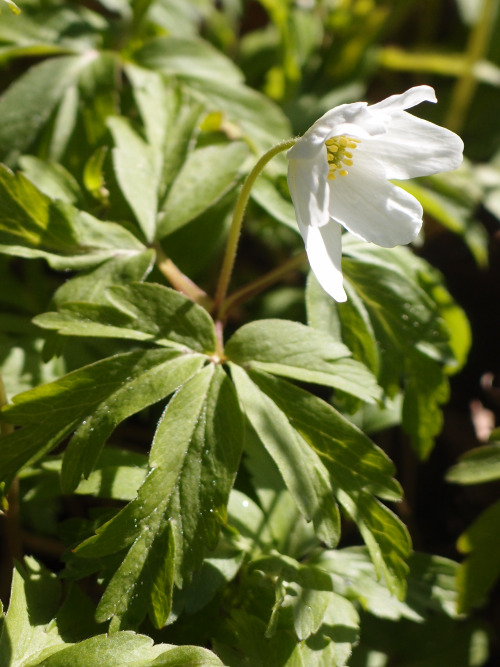 Anemone nemorosa — wood anemone