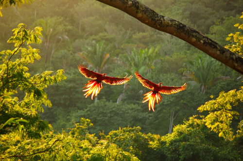 deoxify:(via 500px / Scarlet Macaws by Charlie Fayers)