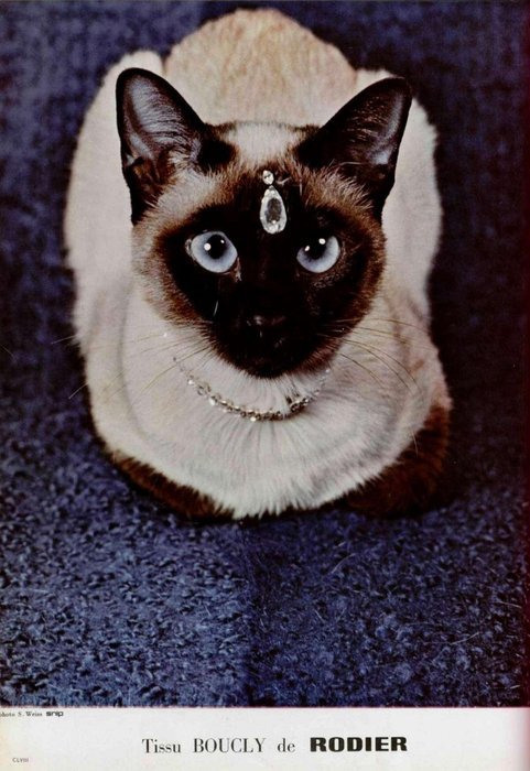Sage and Spirit ♉