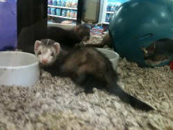 look at these baby ferrets. the first one