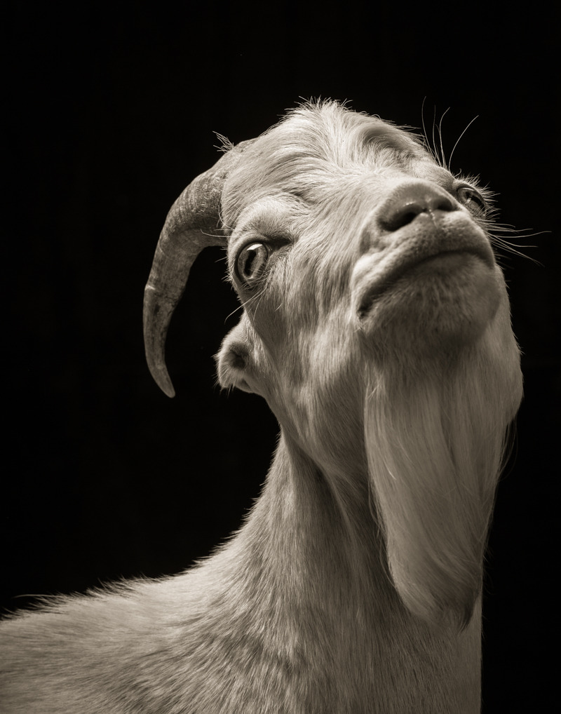 itscolossal:  Majestic Black and White Studio Portraits of Goats and Sheep by Kevin