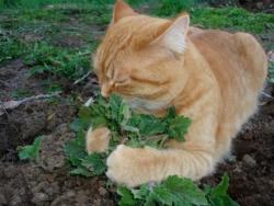 cute-overload:  Here we see a planter cat