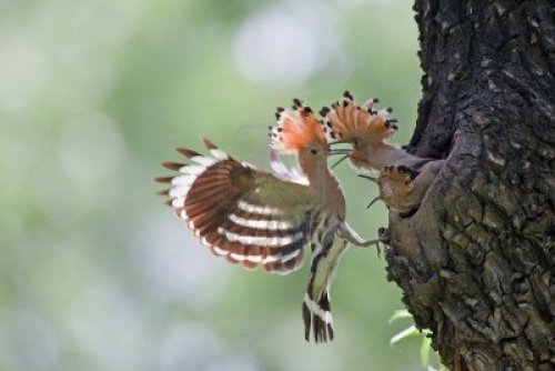 stuckinabucket:Hoopoe (Upupa epops)Hoopoes are like reverse woodpeckers, insofar as they can’t hamme