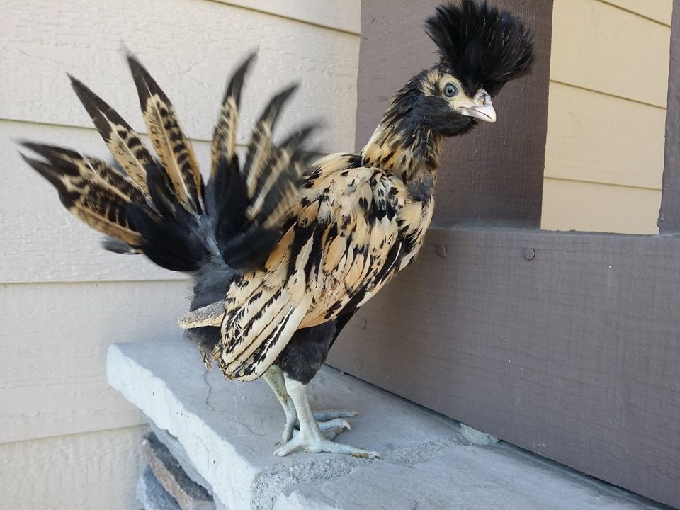 cyrioci:  teenytinydinosaurfarm: CREAM BRABANTER CHICKS©TeenyTny DinosaurFarm Cream