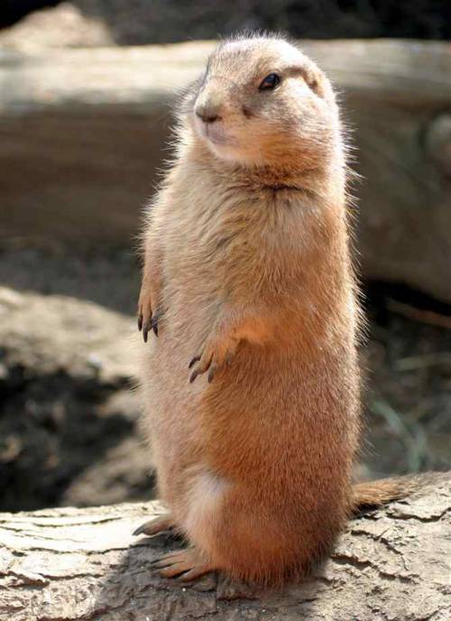 The amazing prarie dog. Did you know that prarie dogs are known for having their own language? They 