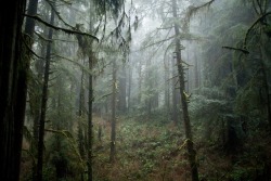 90377:  Forest Gloom by Andrew  Lachance