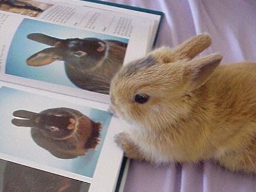 mahinabunny:  🌸Sweet Precious Bunnies🌸  🌸For Sweet & Crafty Bunny Finds .. Mini Paintings, Sock bunnies & more.. please visit: https://www.etsy.com/shop/MahinaBunnyCreations 🌸 Mahalo !!!🌸