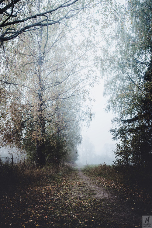 Foggy walks…the only walks for me.Autumn brings out the fog, and splendid photo opportunities