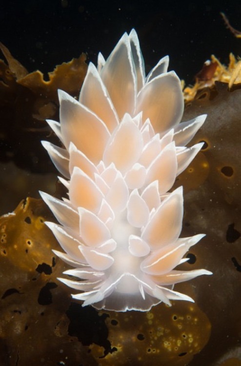 thefruitdragon:  Dirona Albolineata  Dirona appreciation post because there’s not enough of these little beauties on here.  