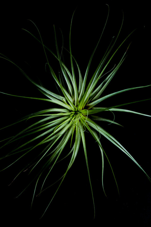 Air Plant©Botanic Art